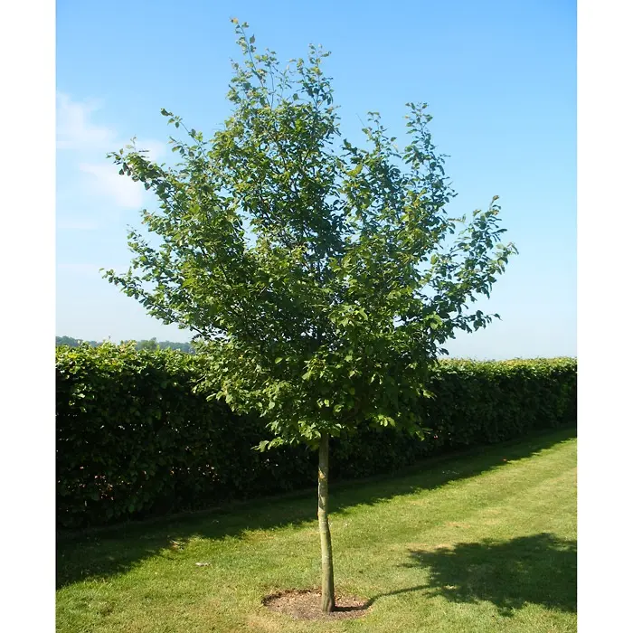 Carpinus betulus XXXL 25 30 Haute Tige - Charme commun
