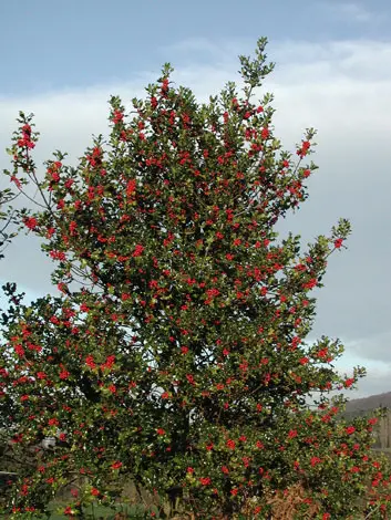 Ilex aquifolium 18 20 Haute Tige Pot - Houx 