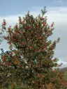Ilex aquifolium 18 20 Haute Tige Pot - Houx 