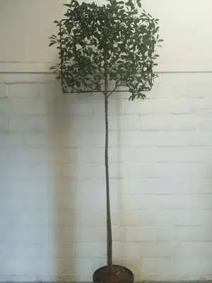 Prunus laurocerasus Caucasica Haute Tige Palissé Pot * Tronc 180 cm - * Laurier du Caucase*