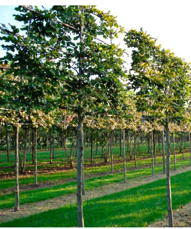 Fagus sylvatica Haute Tige Palissé 10 12 Motte * 4 étages - Hêtre vert palissé.