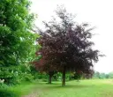 Fagus sylvatica Purpurea XXXL Haute Tige 20 25 - Hêtre pourpe 