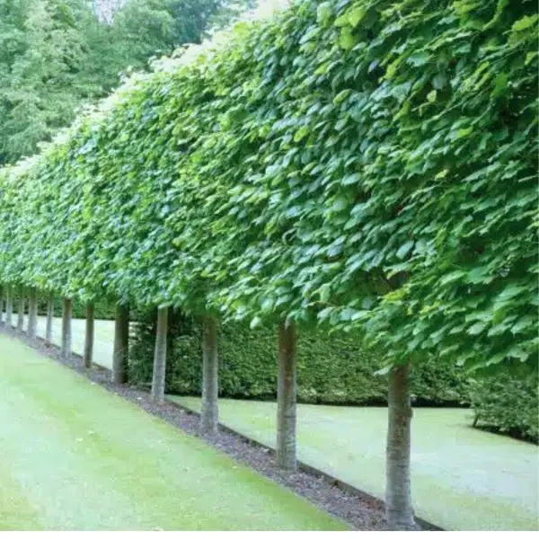 Tilia europaea Pallida Haute Tige Palissé 10 12 Tronc 200 cm Motte * 4 étages - Tilleul