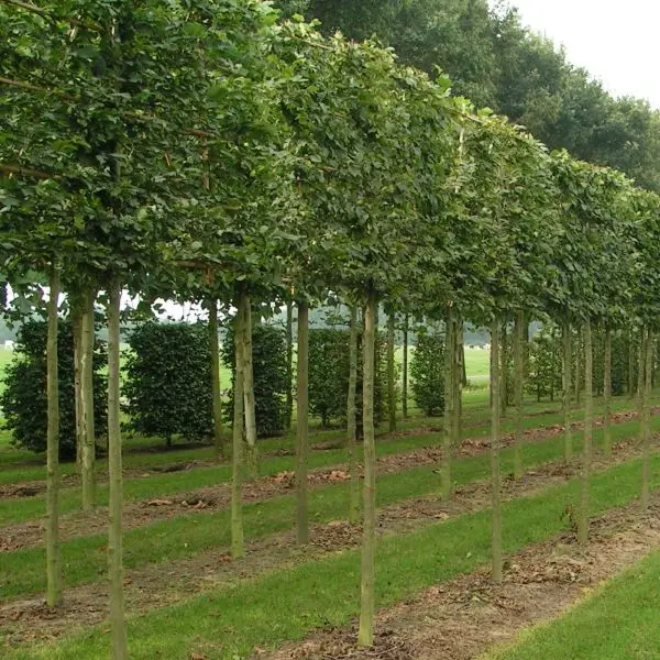Carpinus betulus Palissé Haute Tige tronc +/- 180 cm 4 étages