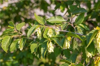 Ostrya carpinifolia Ht 12 14 motte