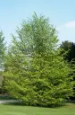 Carpinus betulus Haute Tige 14 16 Pot - Charme
