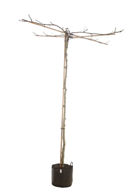 [110446] Platanus acerifolia parasol 12/+ POT C35Litres