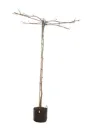 Platanus acerifolia parasol 12/+ POT C35Litres