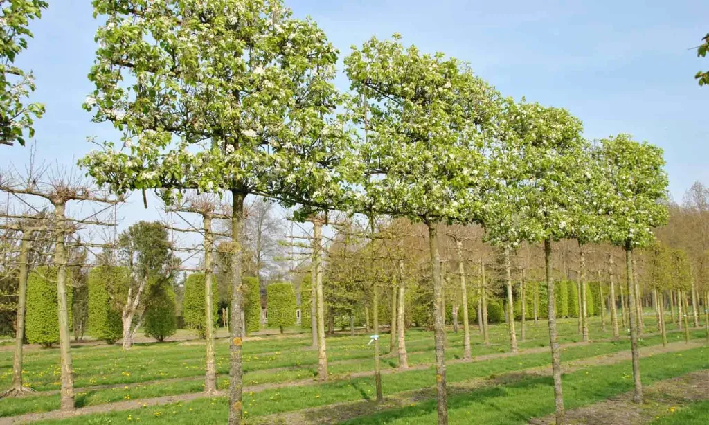 [131248] Pyrus calleryana Chanticleer 10 12 palissé 4 étages