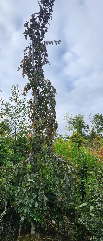 Fagus sylvatica Purpurea Pendula 400 500 cm Haute Tige 25 30 - Hêtre pourpre.** Pièce exceptionnelle **