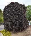 Fagus sylvatica Purpurea Pendula Parasol Haute Tige 25 30 XXL ** Greffé en tête ** Arbre exceptionnel