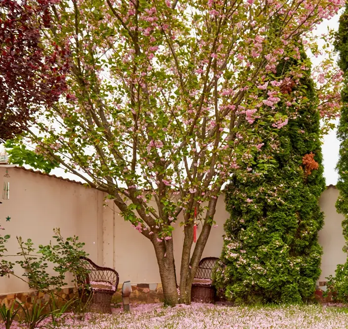 Prunus serrulata Kanzan Cepee Multi troncs 300 400 cm Pot C45Litres - Cerisier du Japon 