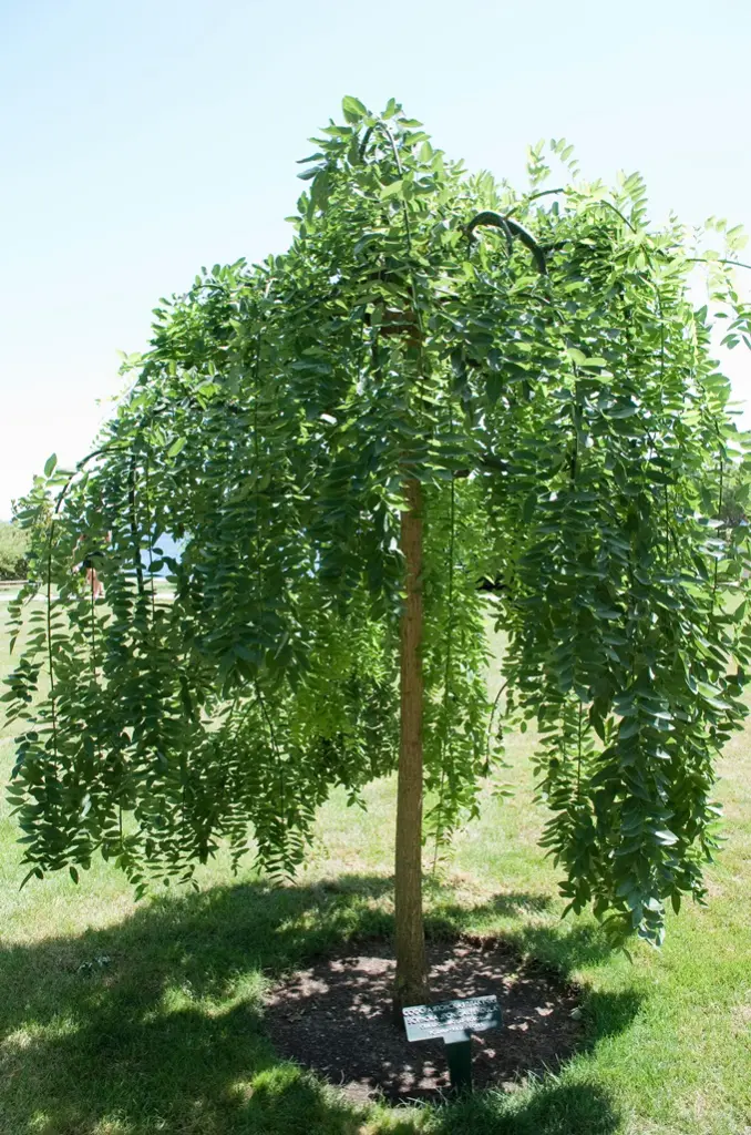 Sophora japonica Pendula Haute Tige 12 14 Pot C35/55 ou motte