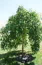 Sophora japonica Pendula Haute Tige 12 14 Pot C35/55 ou motte