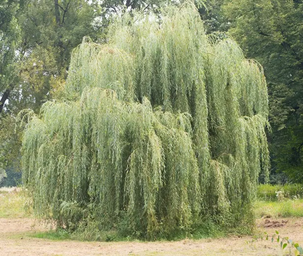Salix sepulcralis Chrysocoma Haute Tige 16 18 Motte ** Saule pleureur **