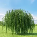 Betula youngii - Ht 10 12 - Greffé en tête / Tronc +/- 200 cm  ** Bouleau pleureur **