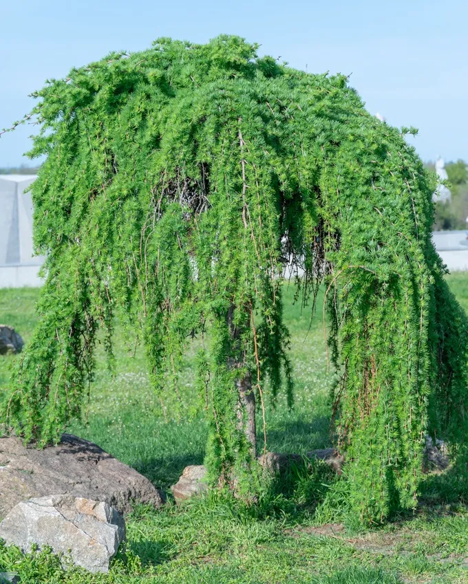 Larix kaempferi Stiff Weeper Pot C15 Tronc 180 cm - Mélèze pleureur