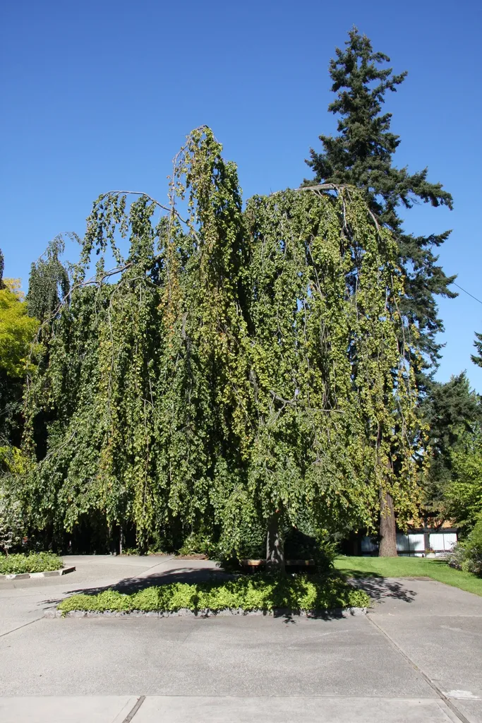 Fagus sylvatica Pendula Haute Tige 12 14 Ht +/- 350 -400 cm Pot