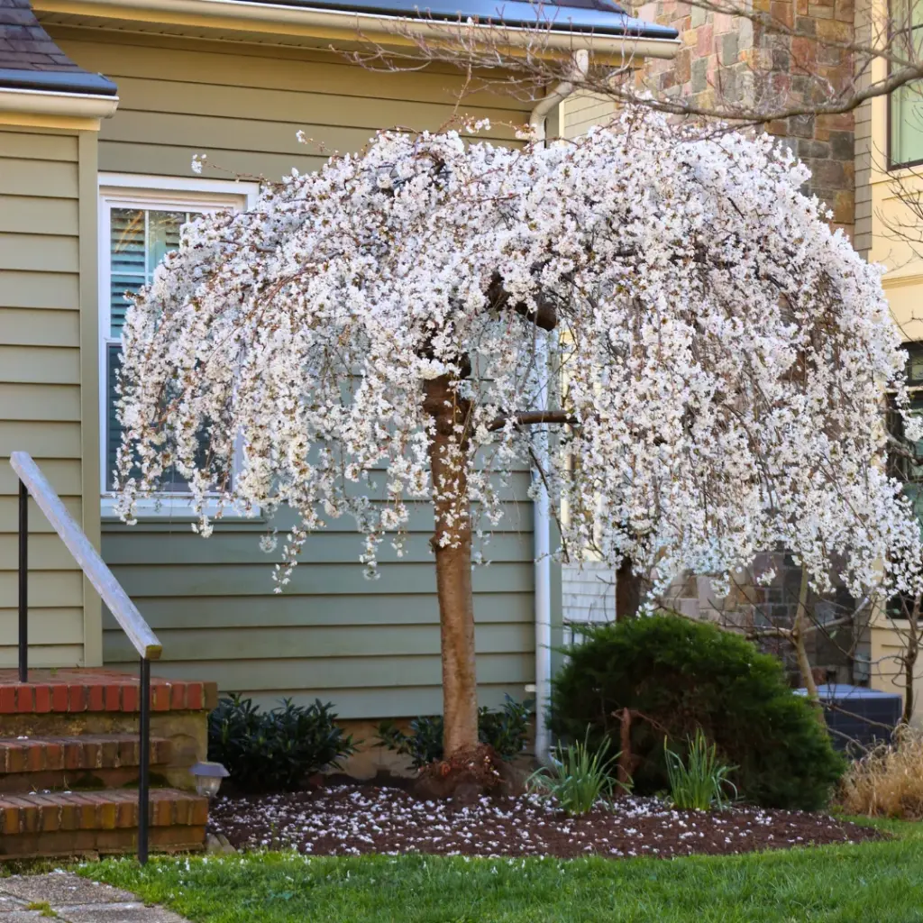 [140733] Prunus Yoshino Pendula Haute Tige 12 14 - Cerisier du Japon blanc pleureur