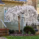 Prunus Yoshino Pendula Haute Tige 12 14 - Cerisier du Japon blanc pleureur