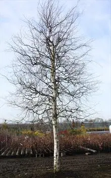 Betula Pendula Spider Alley Haute tige 08 10 Pot - Bouleau tortueux