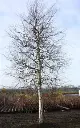 Betula Pendula Spider Alley Haute tige 08 10 Pot - Bouleau tortueux