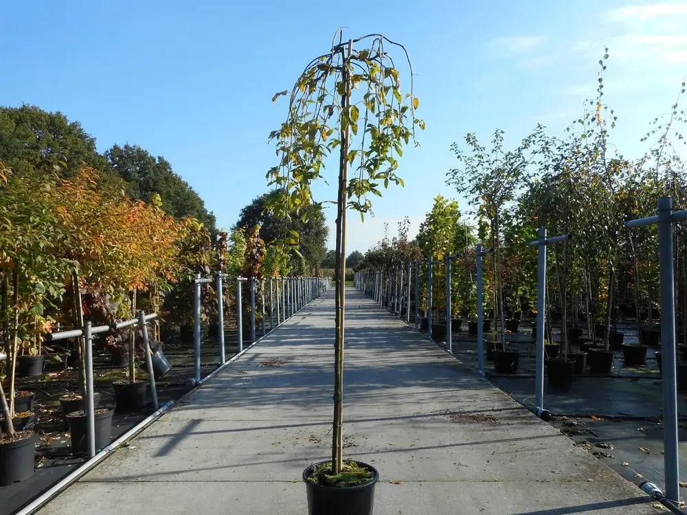 Laburnum alpinum pendulum Pot C18L xxl tronc +-180