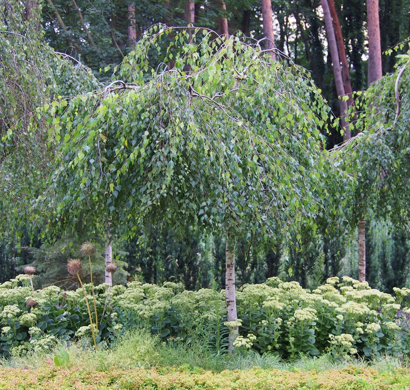 [140116] Betula youngii P32 Litres avec tête de +- 50 cm et tronc de 150cm