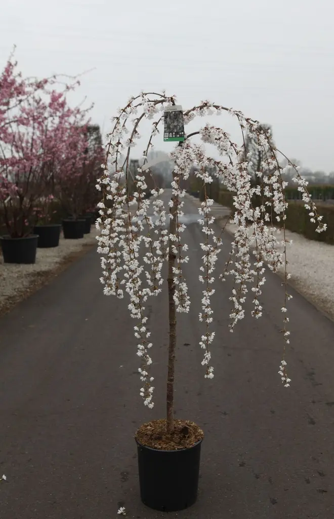 Prunus Snow Fountains Snofozam Demi Tige 10 12 Pot C15 * Tronc 120 cm