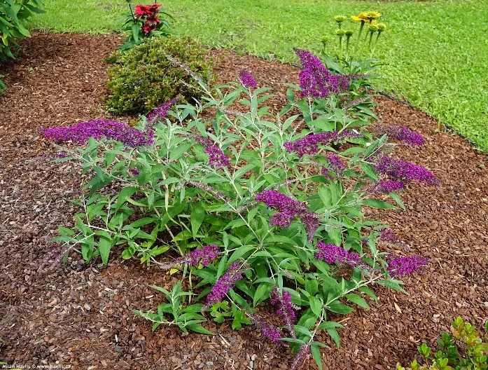 Buddleja davidii Summer Bird Magenta Pot C3Litres