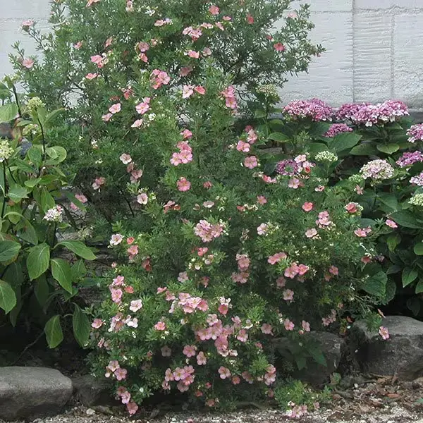 Potentilla fruticosa Lovely Pink Pot C4 ** Potentille **