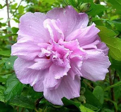 [130338] Hibiscus syriacus Ardens Tige 60 cm Pot P21 cm