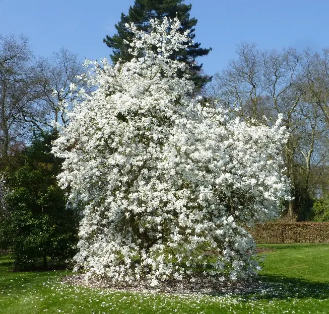 Magnolia loebneri Wildcat 150 175 cm XTRA Pot C45Litres