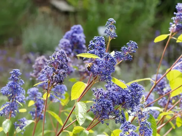 Ceanothus delilianus Gloire de Versailles p17