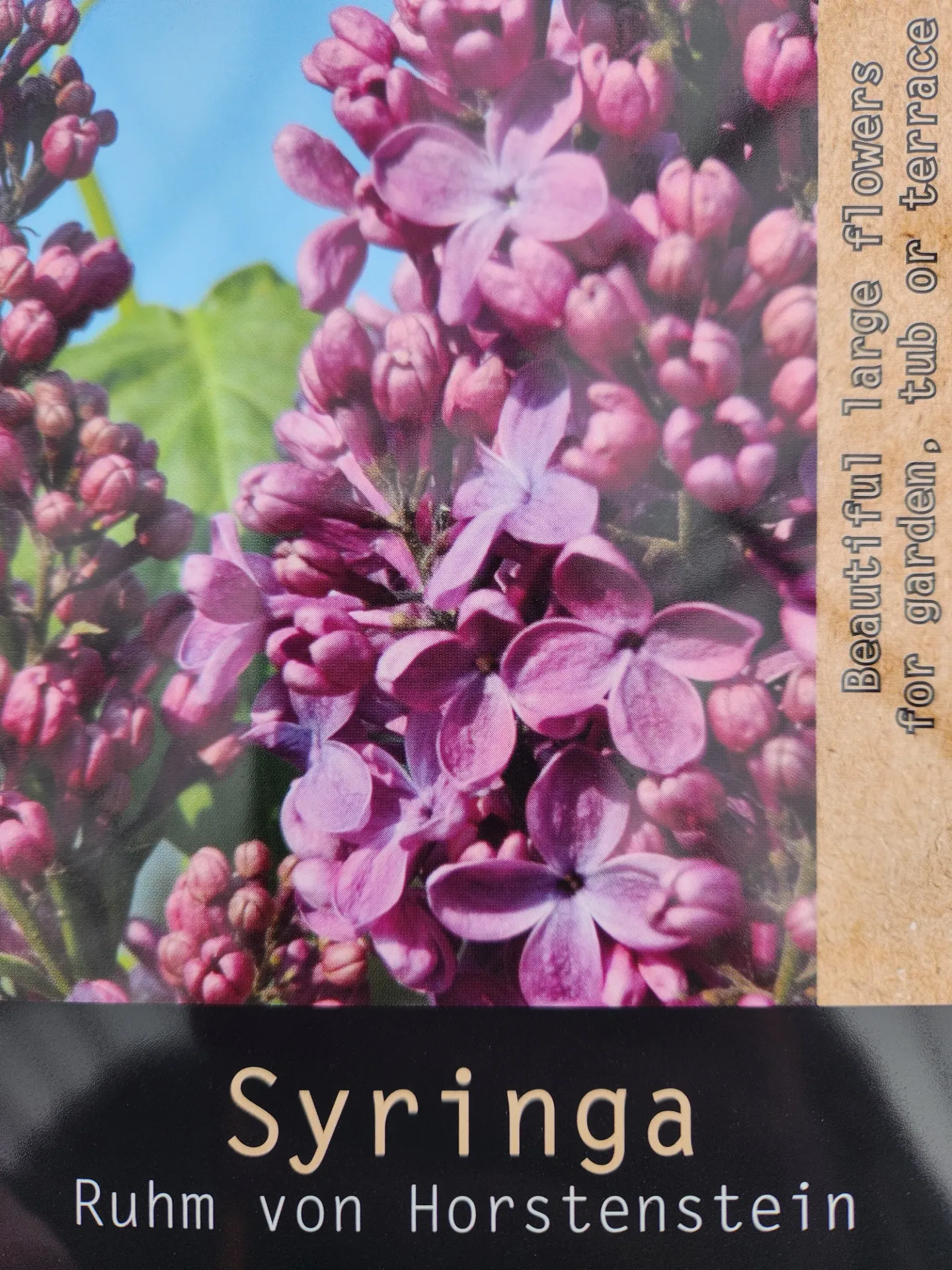 [141669] Syringa vulgaris Ruhm Von Horstenstein 050 060 cm Pot C5** Lilas **