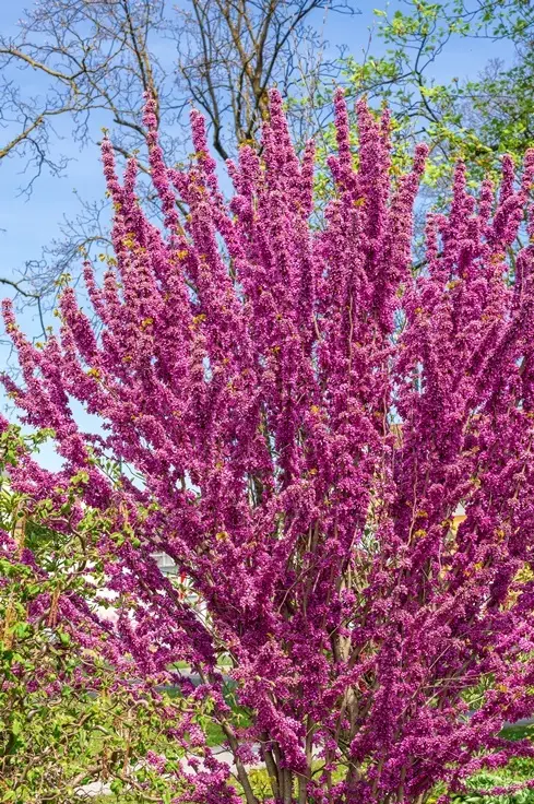 Cercis chinensis Avondale Haute Tige 180 cm Pot C15 Litres - Arbre de Judée