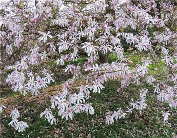 Magnolia loebneri Leonard Messel 200 225 cm PotC45Litres **Parfumé**