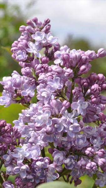 Syringa vulgaris Michel Buchner 175 200 cm XXL Pot P50 cm** Lilas **