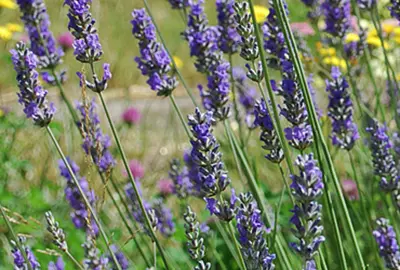 Lavandula intermedia Grosso Pot P17 cm - Lavandin