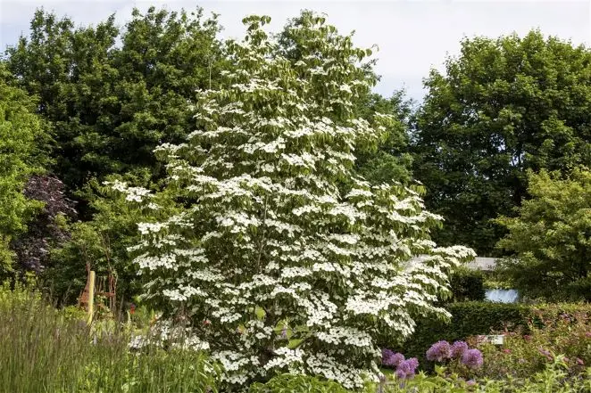 Cornus kousa White Fountain Demi Tige motte