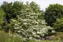 Cornus kousa White Fountain Demi Tige motte