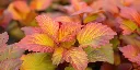 Physocarpus opulifolius Amber Jubilee Pot C3.6