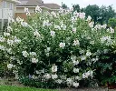 Lavatera Blushing Bride Pot P19