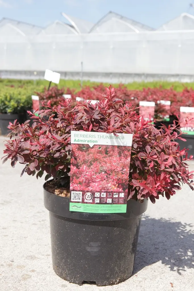 Berberis thunbergii  Admiration Pot C3.6