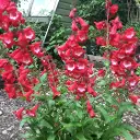 Penstemon Picotee Red Pot P15 cm