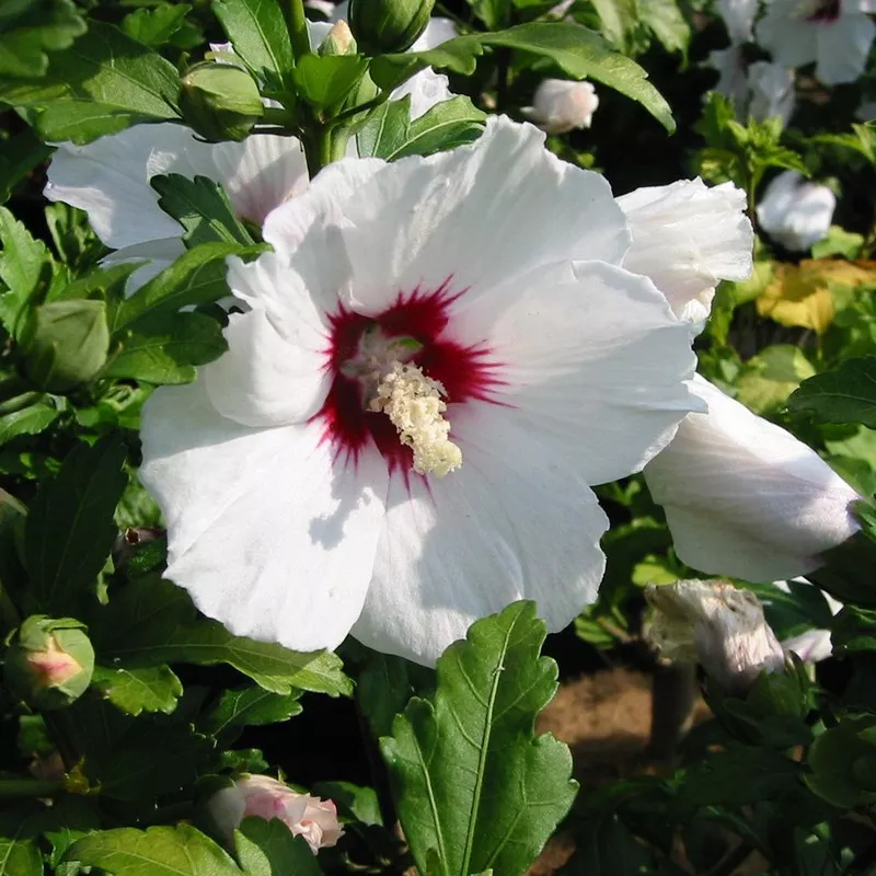 Hibiscus syriacus Red Heart Pot C3.6