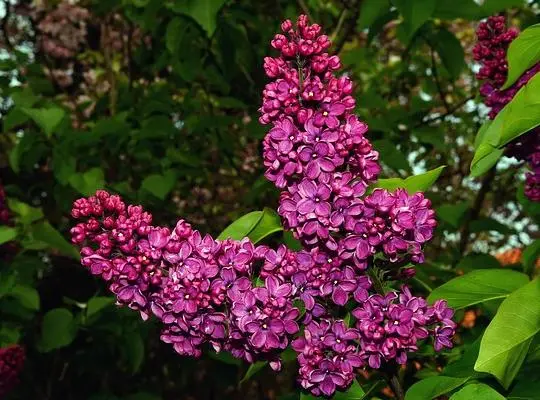 Syringa vulgaris souvenir de Louis Spath 175 200 cm Pot** Lilas **