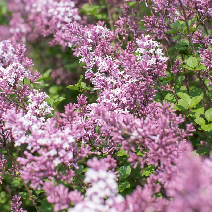 Syringa Josee 80 100 Pot C7.5** Lilas **