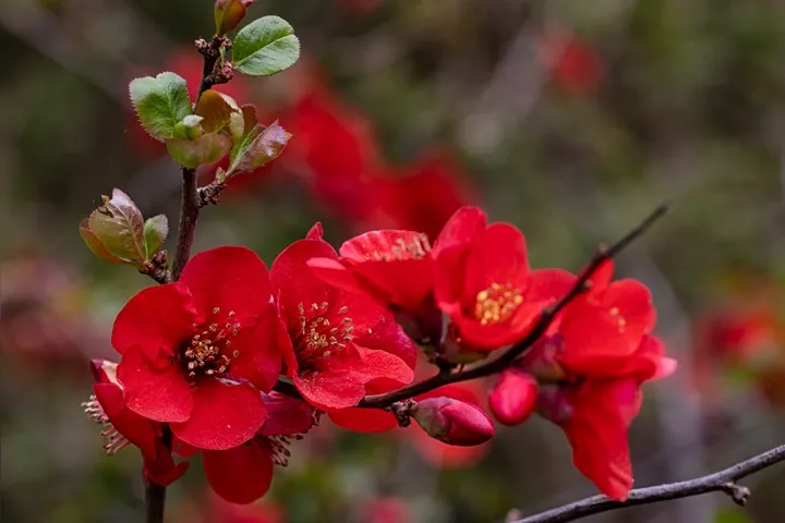 [100694] Chaenomeles superba Crimson and Gold Pot C3L - Cognassier du Japon.