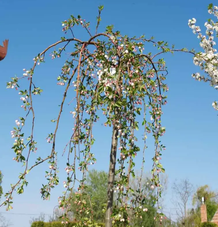 Malus Fontana Tige +/- 180 cm Pot P32 ** Pommier du Japon pleureur.